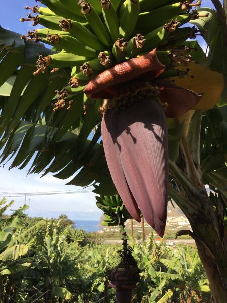 Banaanin kukinto, Madeira, levada