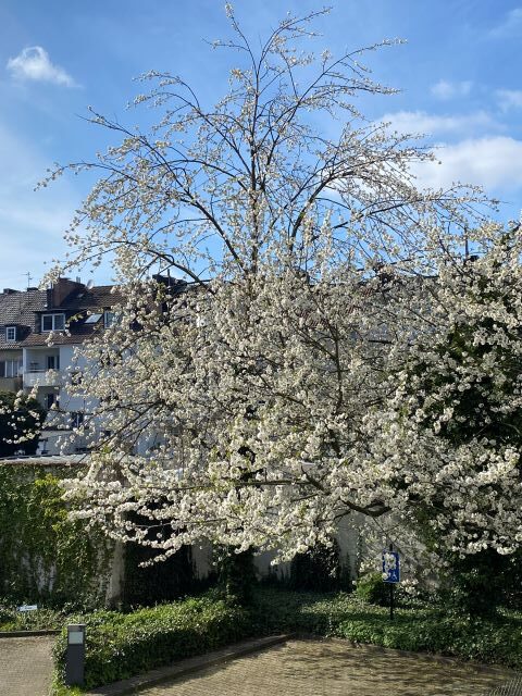 Aachen, kirsikkapuu, kevät
