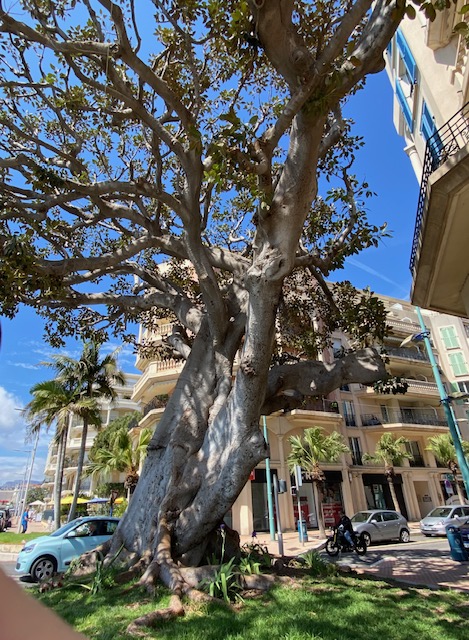 Menton, suuri puu